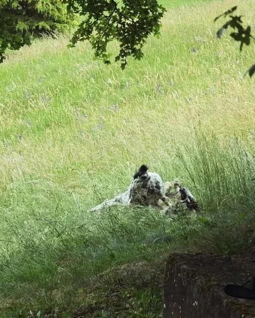 Two dogs resting together in tall grass at La Vialette